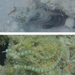 Harlequin shrimpgoby and network pipefish at Siyal Isl